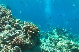 海洋沉积物检测